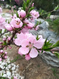 春天桃花 盛开