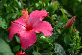扶桑花