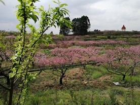 桃花林