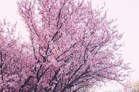 樱花树