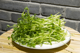 豌豆苗