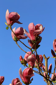 紫玉兰花