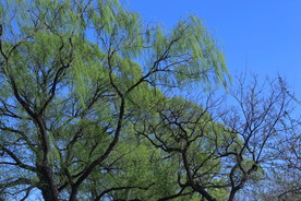 玉渊潭风景