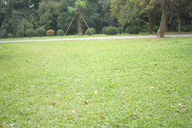 草地 绿色草地