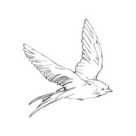 鸟线稿