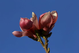 紫玉兰花