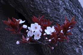 紫叶李