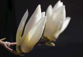 玉兰花