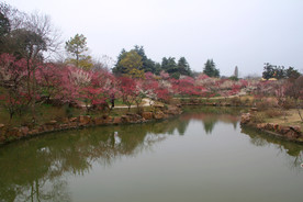 瘦西湖梅花山