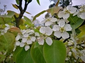 白色的梨花