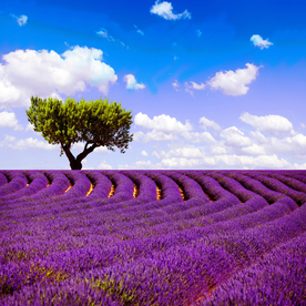 薰衣草地摄影风景