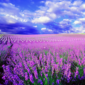 薰衣草地摄影风景