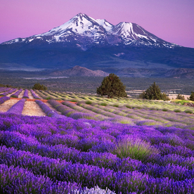 薰衣草地摄影风景
