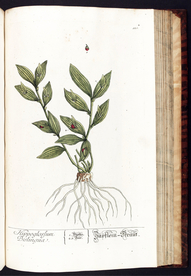 欧式美式手绘自然植物本草插画