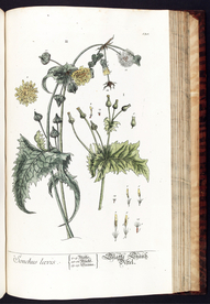 欧式美式手绘自然植物本草插画