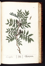 欧式美式手绘自然植物本草插画