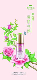 植物医生 野玫瑰