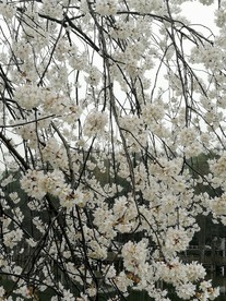 湖边樱花盛开