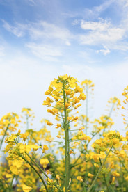 油菜花