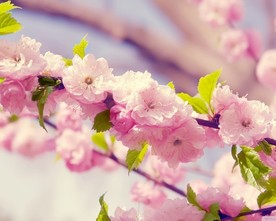 挑花