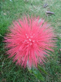 朱缨花