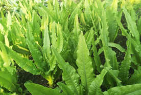 油麦菜