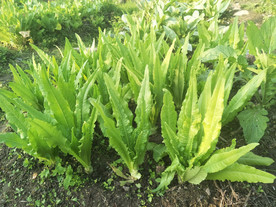 油麦菜