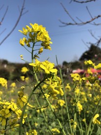 油菜花素材