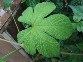 蚊子草