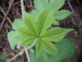 蚊子草