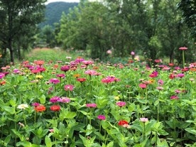 花田
