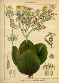 欧式美式手绘自然植物本草插画