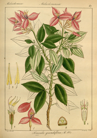 欧式美式手绘自然植物本草插画