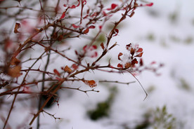 雪