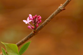 紫荆花