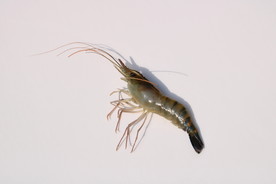 罗氏虾活体实物拍摄