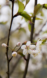 樱桃花