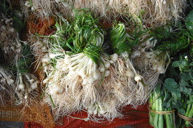 野葱