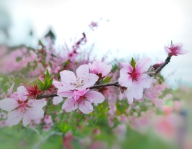 花儿