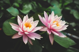 荷花盛开