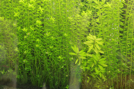 鱼缸造景