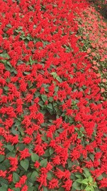 小红花