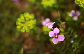 花