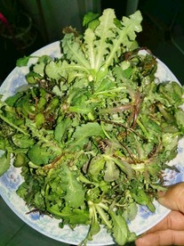 苦菜