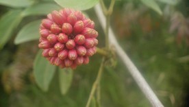 朱缨花
