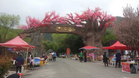 丹凤竹林关镇桃花谷