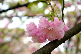 红樱花