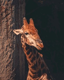 长颈鹿图片