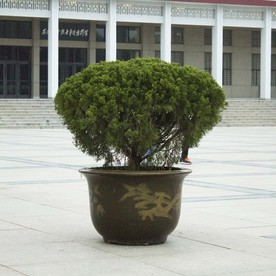 盆栽景观