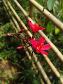 变叶珊瑚花